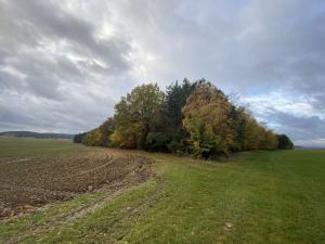 Prodej lesa, Srbice - Těšovice, 1109 m2