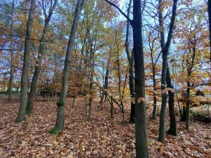 Prodej lesa, Srbice - Těšovice, 1109 m2