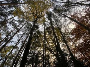 Prodej lesa, Srbice - Těšovice, 1109 m2