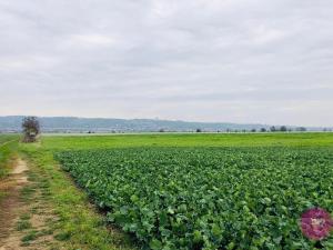 Prodej pole, Hlušovice, Hlavní, 21568 m2