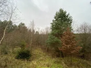 Dražba lesa, Šarovy, 11619 m2