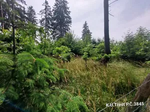 Prodej lesa, Třešť, 1987 m2