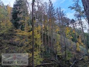 Prodej lesa, Horní Loučky, 11258 m2