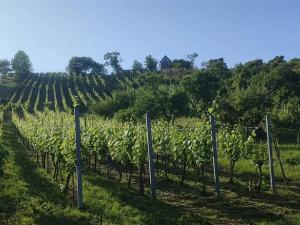 Prodej sadu/vinice, Blučina, 2677 m2