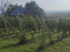 Prodej sadu/vinice, Blučina, 2677 m2