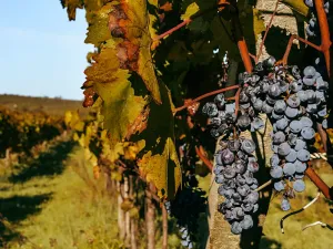 Prodej sadu/vinice, Tasovice, 13099 m2