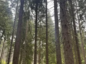 Prodej podílu pole, Nicov, 2230 m2