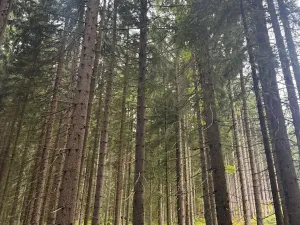 Prodej podílu pole, Nicov, 2230 m2