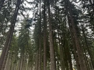 Prodej podílu pole, Nicov, 2230 m2