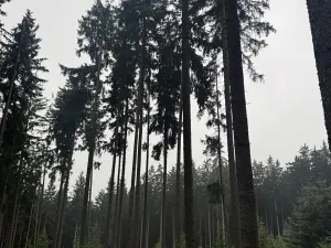 Prodej podílu pole, Nicov, 2230 m2