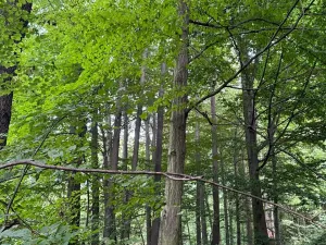 Prodej podílu lesa, Staříč, 16254 m2