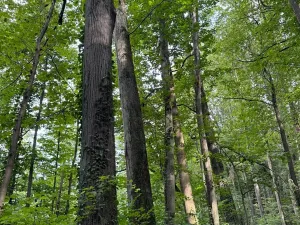 Prodej podílu lesa, Staříč, 16254 m2