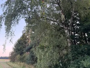 Prodej lesa, Horní Bukovina, 2690 m2