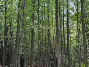 Prodej lesa, Nové Hrady, 5524 m2