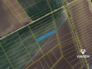 Prodej pole, Třibřichy, 2990 m2