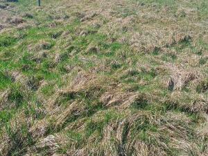 Prodej pozemku pro bydlení, Heřmanov - Fojtovice, 1146 m2