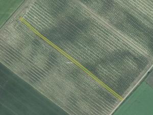 Prodej sadu/vinice, Terezín, 5465 m2