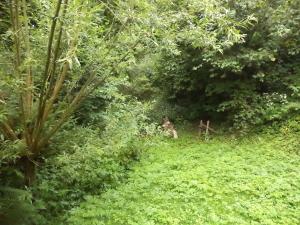 Prodej pozemku, Liberk, 2268 m2