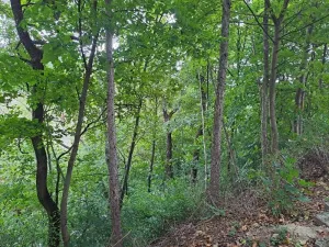 Prodej podílu lesa, Brno, 2145 m2