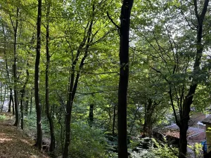 Prodej lesa, Háj ve Slezsku, 4689 m2