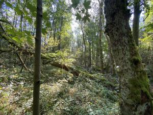 Prodej pozemku, Lánov - Horní Lánov, 718 m2