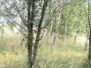 Prodej zahrady, Doubravčice, 7161 m2