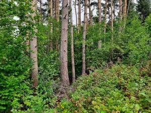 Prodej lesa, Vyskytná, 4964 m2