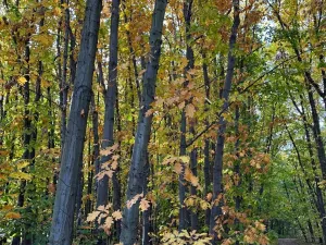 Prodej lesa, Libišany, 3737 m2