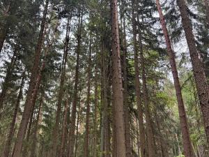 Prodej podílu lesa, Ledenice, 4462 m2