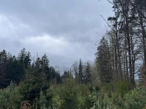 Prodej podílu lesa, Čížkov, 1076 m2