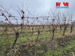 Prodej pole, Dolní Dunajovice, 6580 m2