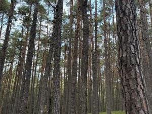 Prodej lesa, Čermná, 9742 m2