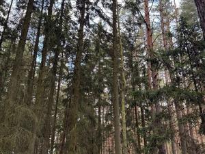 Prodej lesa, Čermná, 9742 m2