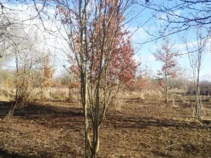 Prodej zahrady, Olomouc, 470 m2