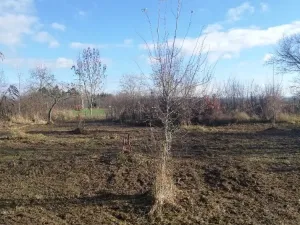 Prodej zahrady, Olomouc, 470 m2