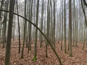 Prodej lesa, Chářovice, 4568 m2