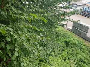 Prodej lesa, Rychnov nad Kněžnou, 3801 m2