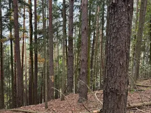 Prodej lesa, Chrášťany, 11900 m2