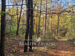 Prodej lesa, Morávka, 78172 m2