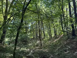 Prodej lesa, Ostrava, 8938 m2