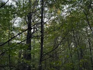 Prodej lesa, Velká Polom, 3922 m2