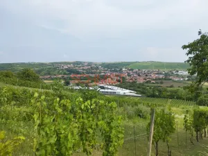 Prodej sadu/vinice, Kobylí, 1799 m2