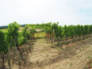 Prodej sadu/vinice, Kobylí, 1799 m2