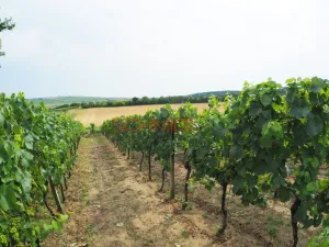 Prodej sadu/vinice, Kobylí, 1799 m2