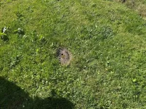 Dražba rodinného domu, Chodová Planá - Boněnov, 122 m2