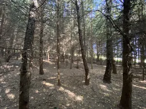 Prodej lesa, Lánov - Horní Lánov, 15278 m2