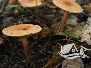 Prodej bytu 2+kk, Bansko, Bulharsko, 52 m2