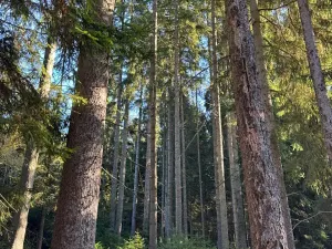 Prodej lesa, Havlovice, 13402 m2