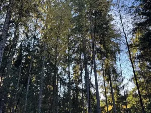 Prodej lesa, Havlovice, 13402 m2