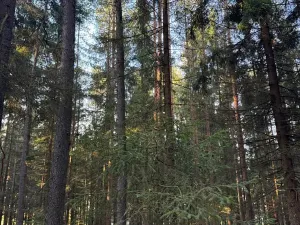 Prodej lesa, Havlovice, 13402 m2